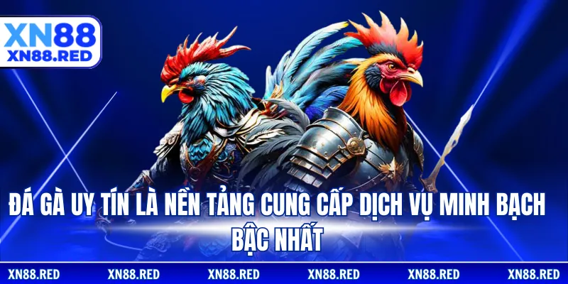 Đá gà uy tín là nền tảng cung cấp dịch vụ minh bạch bậc nhất